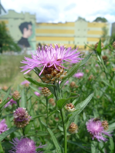 Centaurea jacea — photo 2