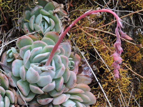 Mexican snowball (Echeveria elegans): origin and uses โ photo 1