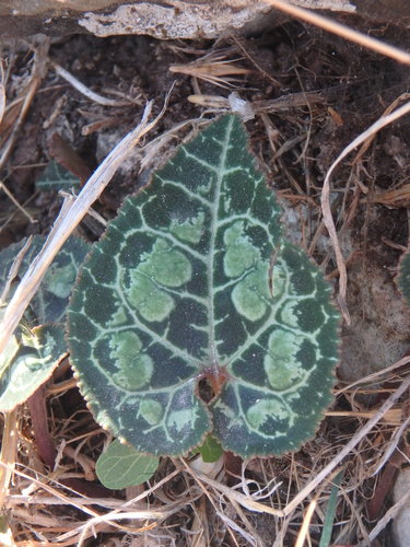 Cyclamen persicum — photo 2