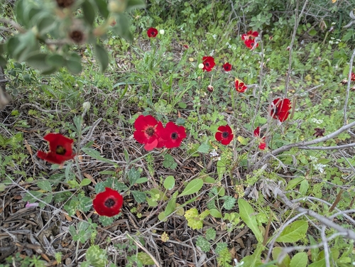 Ranunculus asiaticus — photo 3