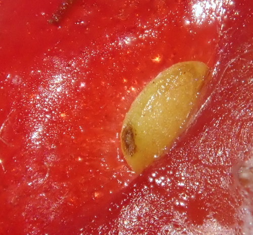 Fragaria × ananassa — photo 3