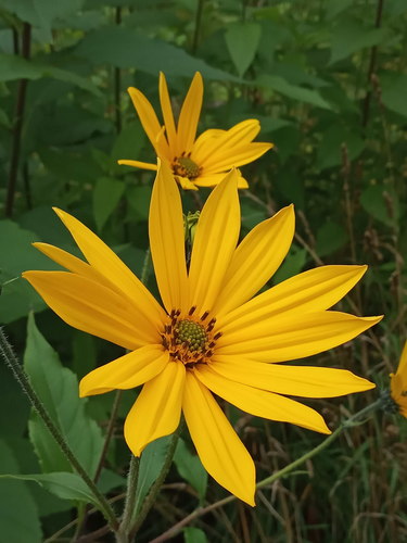 Helianthus tuberosus — photo 1