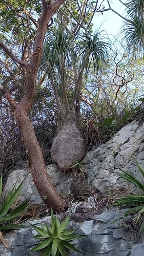Elephant's-foot (Beaucarnea recurvata): origin and uses — photo 2