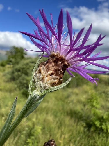 Centaurea jacea — photo 3
