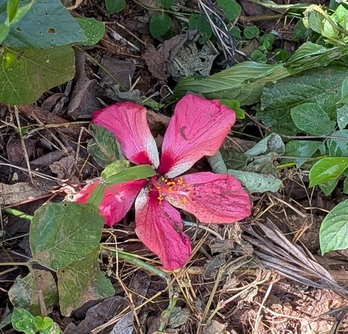 Tricolor hibiscus (Hibiscus ร rosa-sinensis): origin and uses โ photo 2