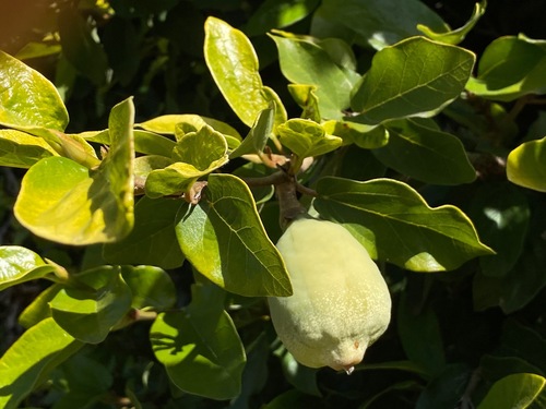 Ficus pumila — photo 1