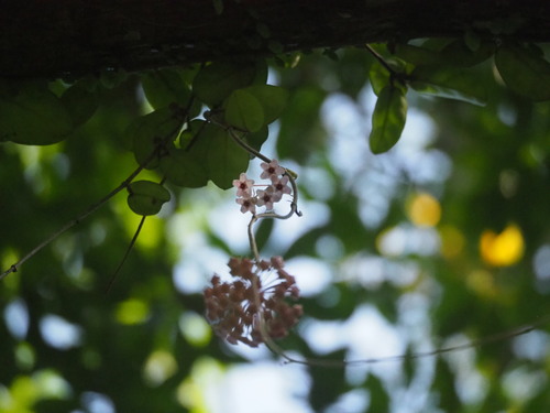 Wax plant (Hoya carnosa): origin and uses โ photo 3