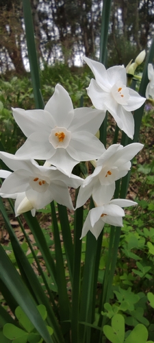 Narcissus papyraceus — photo 3