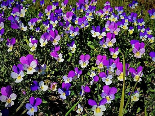 Viola tricolor — photo 3