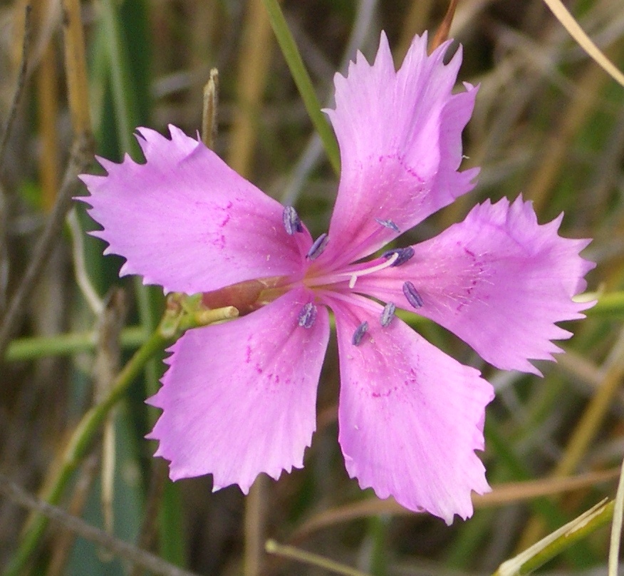 Œillet Dianthus caryophyllus