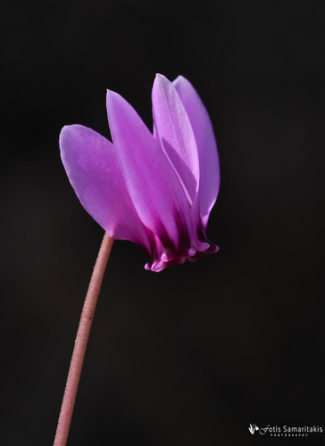 Cyclamen hederifolium — photo 1