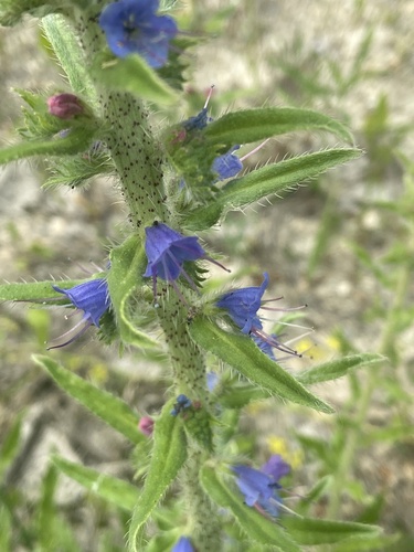 Echium vulgare — photo 3