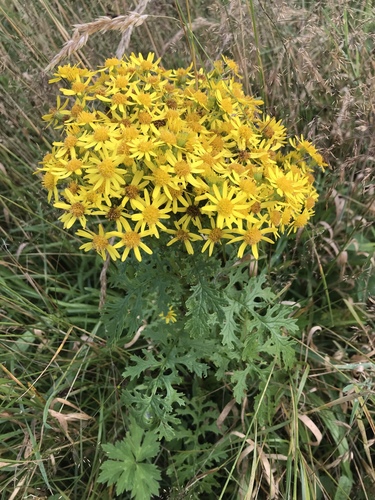 Jacobaea vulgaris — port 1