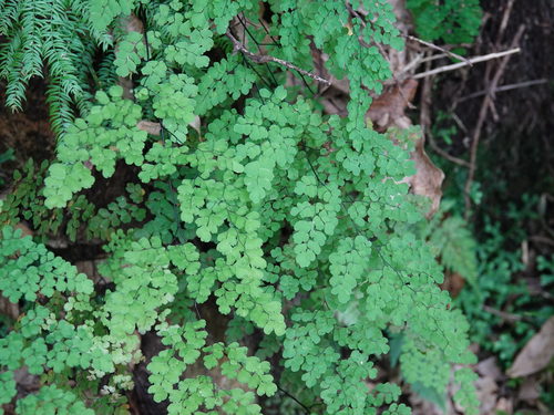 Adiantum raddianum — photo 3