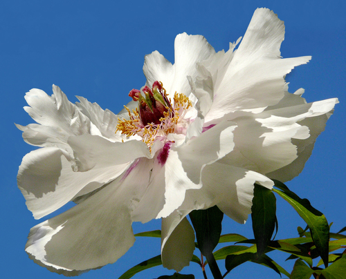 Pivoine arbustive (Paeonia × suffruticosa) — photo 1