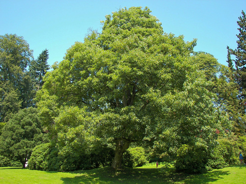 Berg-Ahorn (Acer pseudoplatanus): Herkunft und Verwendung — wuchsform 1