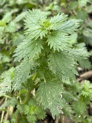 Petite ortie (Urtica urens) — photo 1