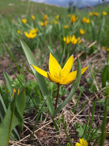 Tulipe sauvage (Tulipa sylvestris) — photo 1
