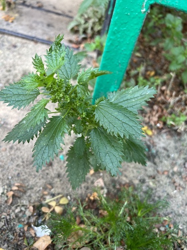 Petite ortie (Urtica urens) — photo 2