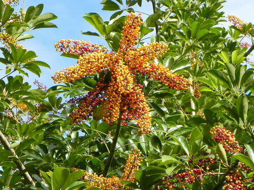 Miniature umbrella tree (Heptapleurum arboricola): origin and uses — photo 1