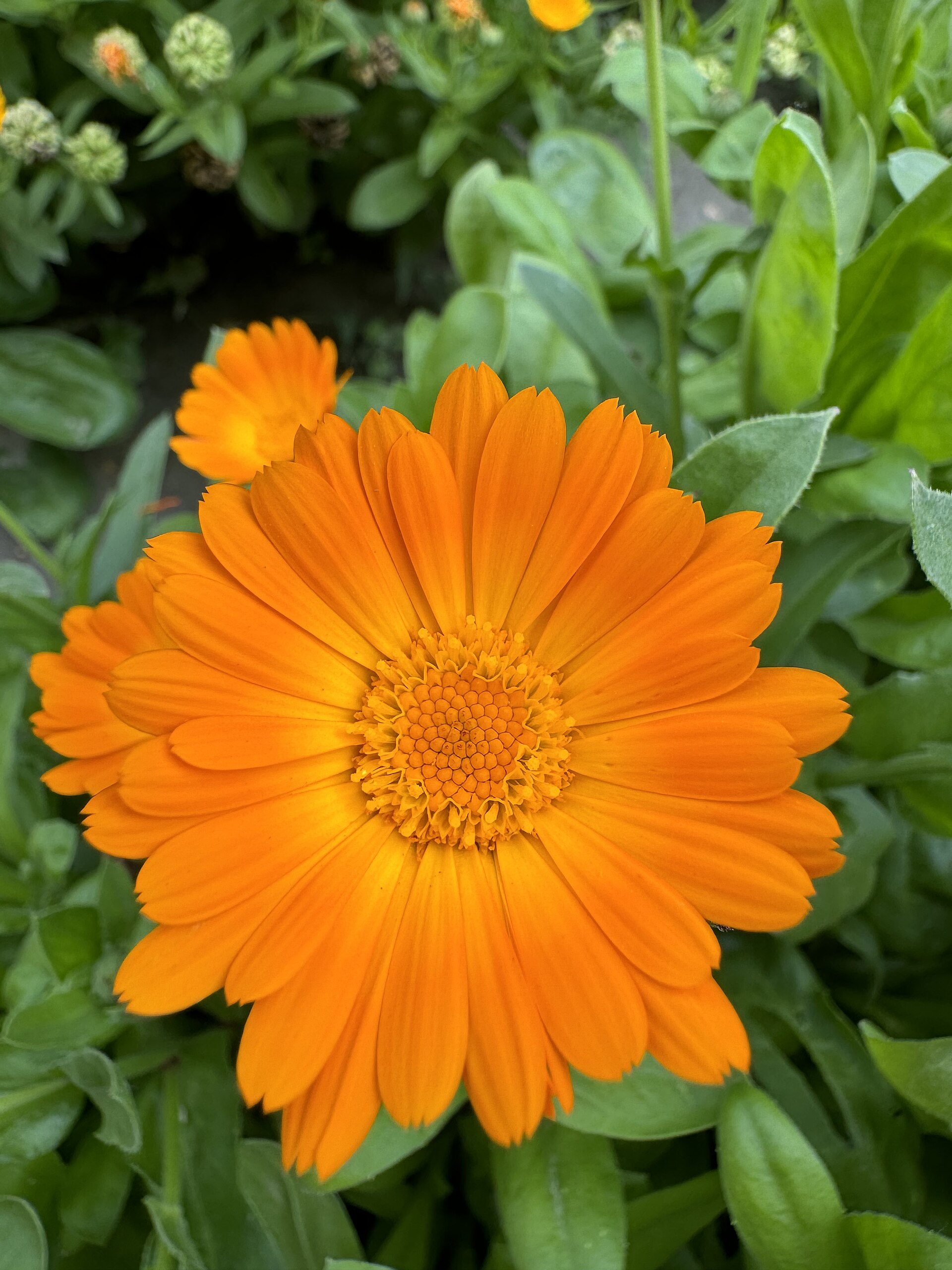 Souci officinal orange, fleur de naissance d'octobre