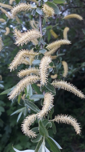 Salix alba — photo 1