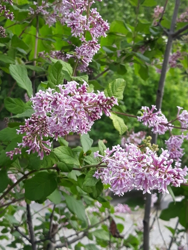 Syringa persica — photo 1