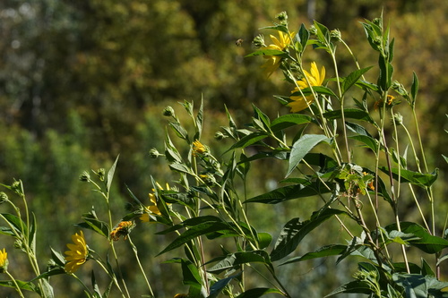 Helianthus tuberosus — photo 3