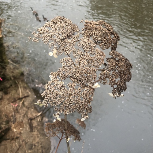 Hydrangea arborescens — photo 2