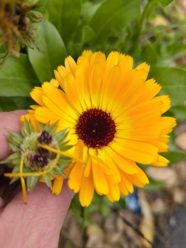 Calendula officinalis — photo 2