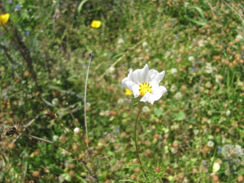 Cosmos bipinnatus — photo 3