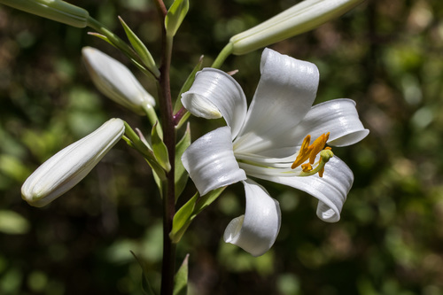 Lys blanc de la Madone (Lilium candidum) — photo 1