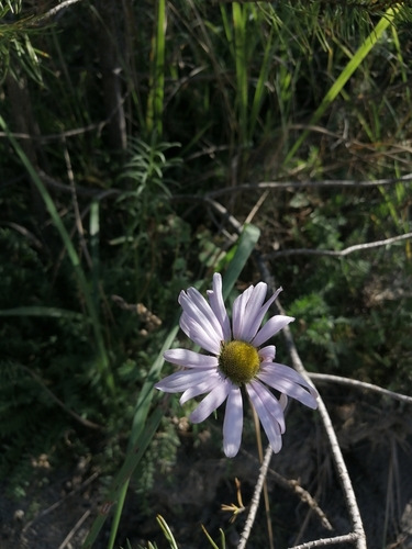 Chrysanthemum — photo 2