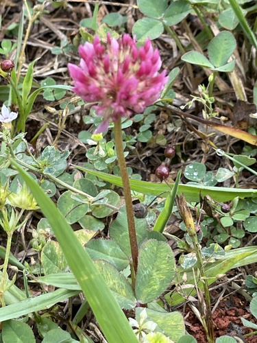 Trèfle blanc (Trifolium repens) — photo 3