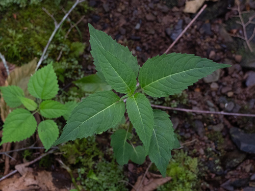 Monarda didyma — photo 2