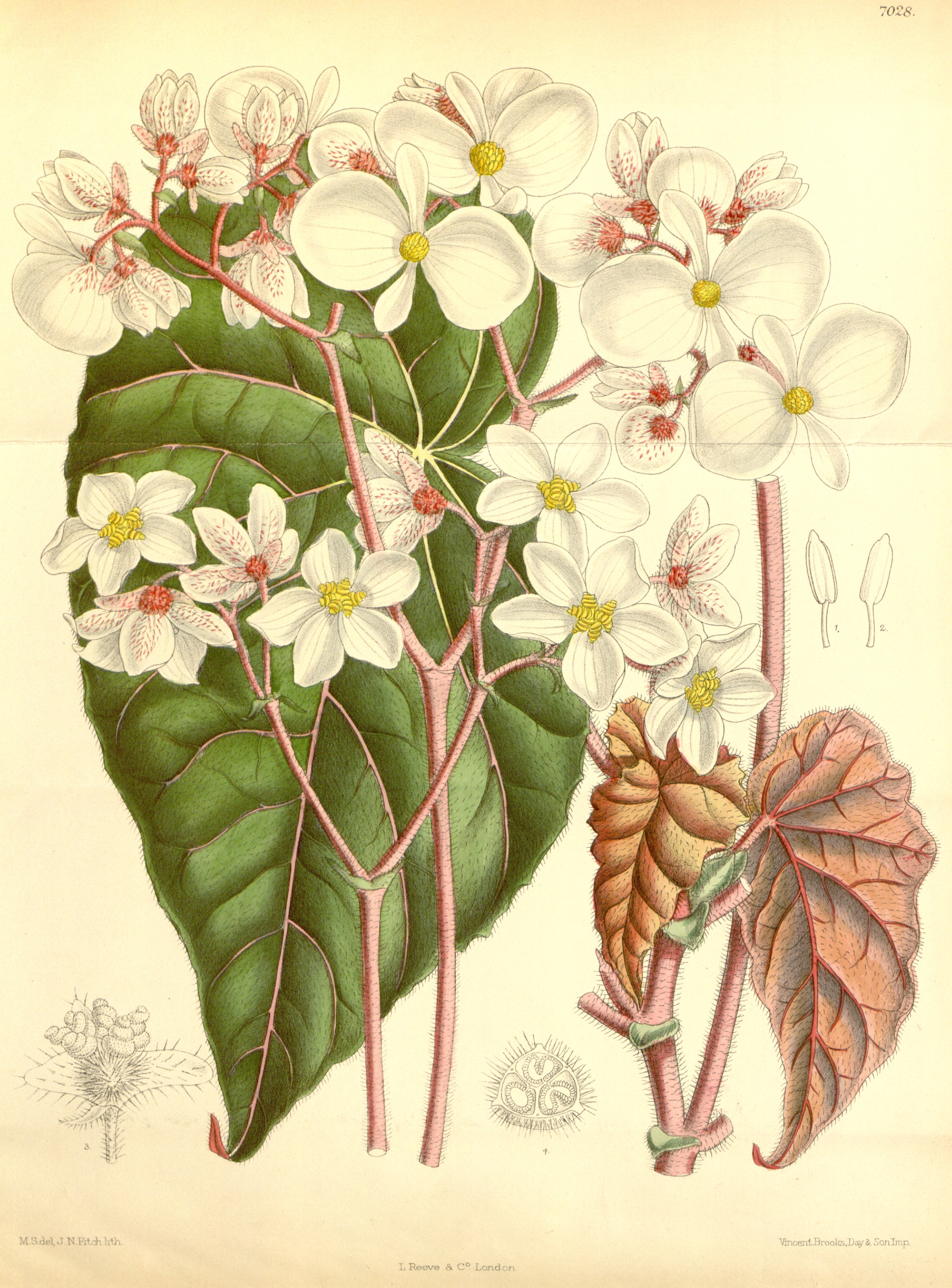 Bégonia Begonia scharffii
