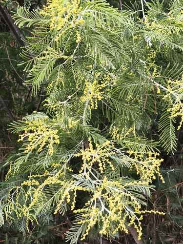 Acacia dealbata — photo 2