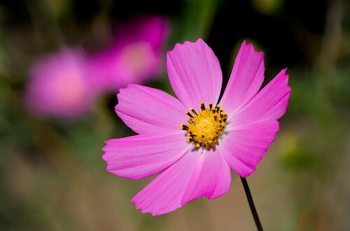 Cosmos bipinnatus — photo 1