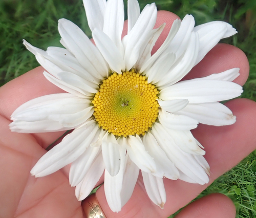Leucanthemum maximum — photo 3