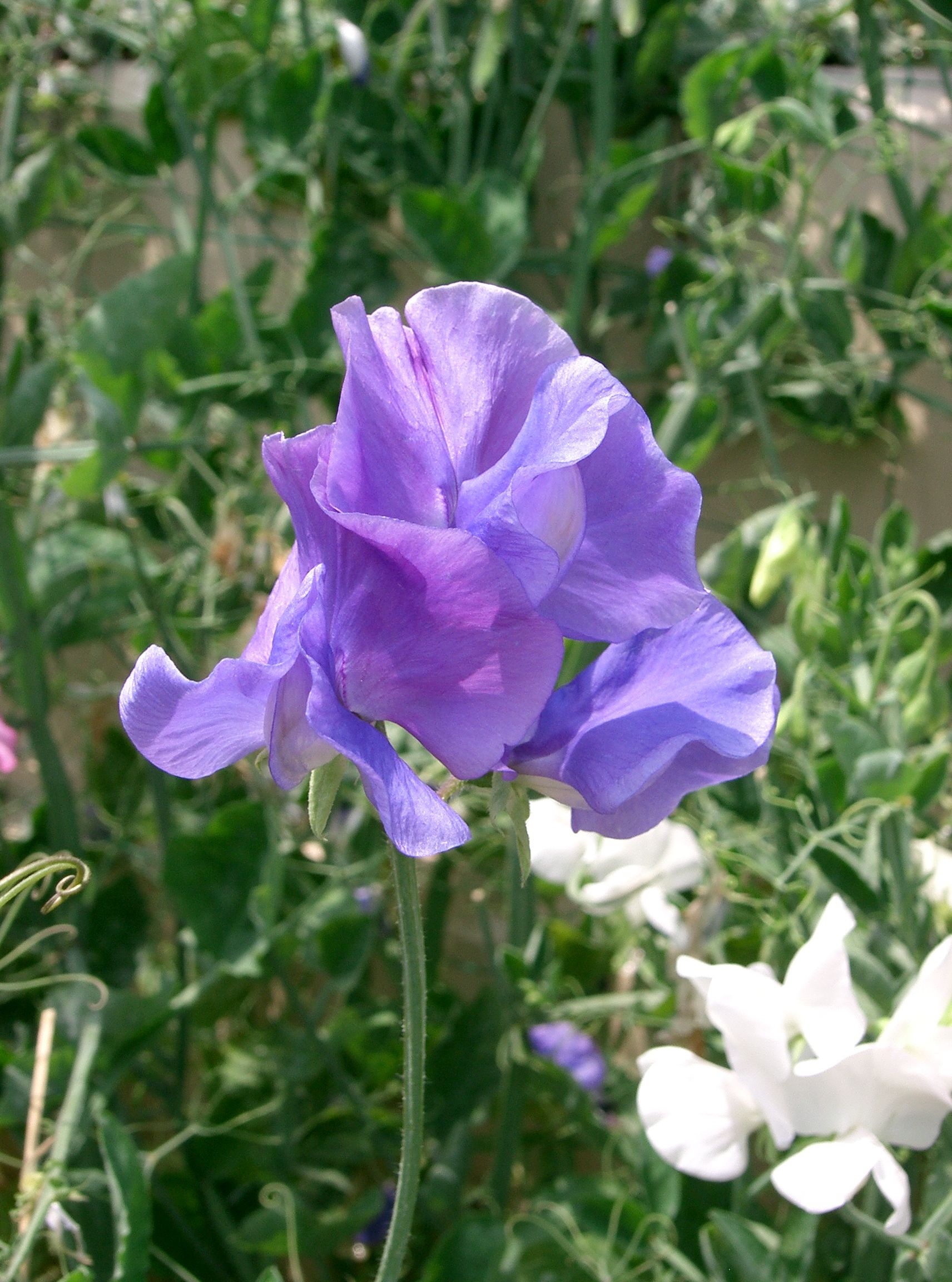 Pois de senteur rose pâle, fleur de naissance d'avril