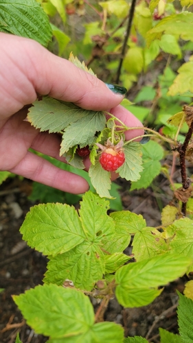Rubus idaeus — photo 2