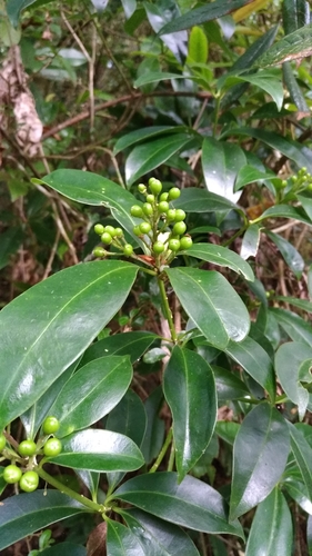 Skimmia japonica — photo 3