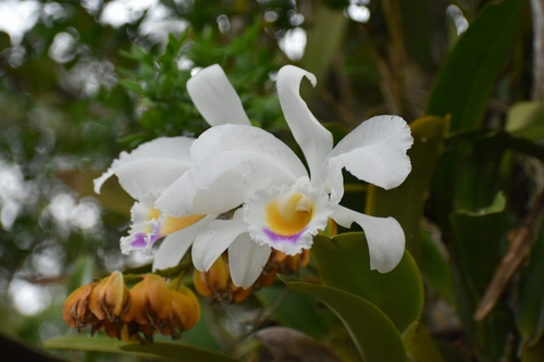 Cattleya — photo 1