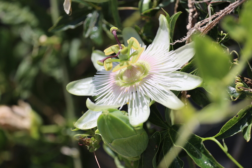 Passiflora caerulea — photo 3