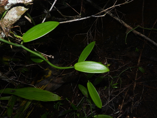 Vanilla planifolia — photo 1