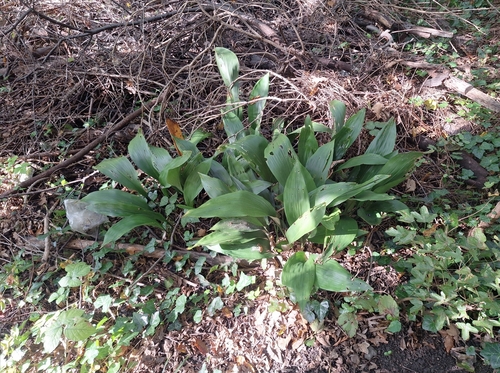 Aspidistra elatior — photo 2