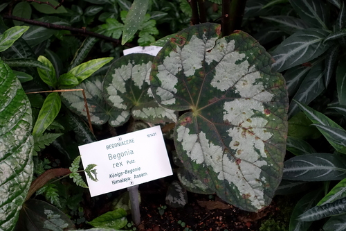 Begonia rex — photo 1