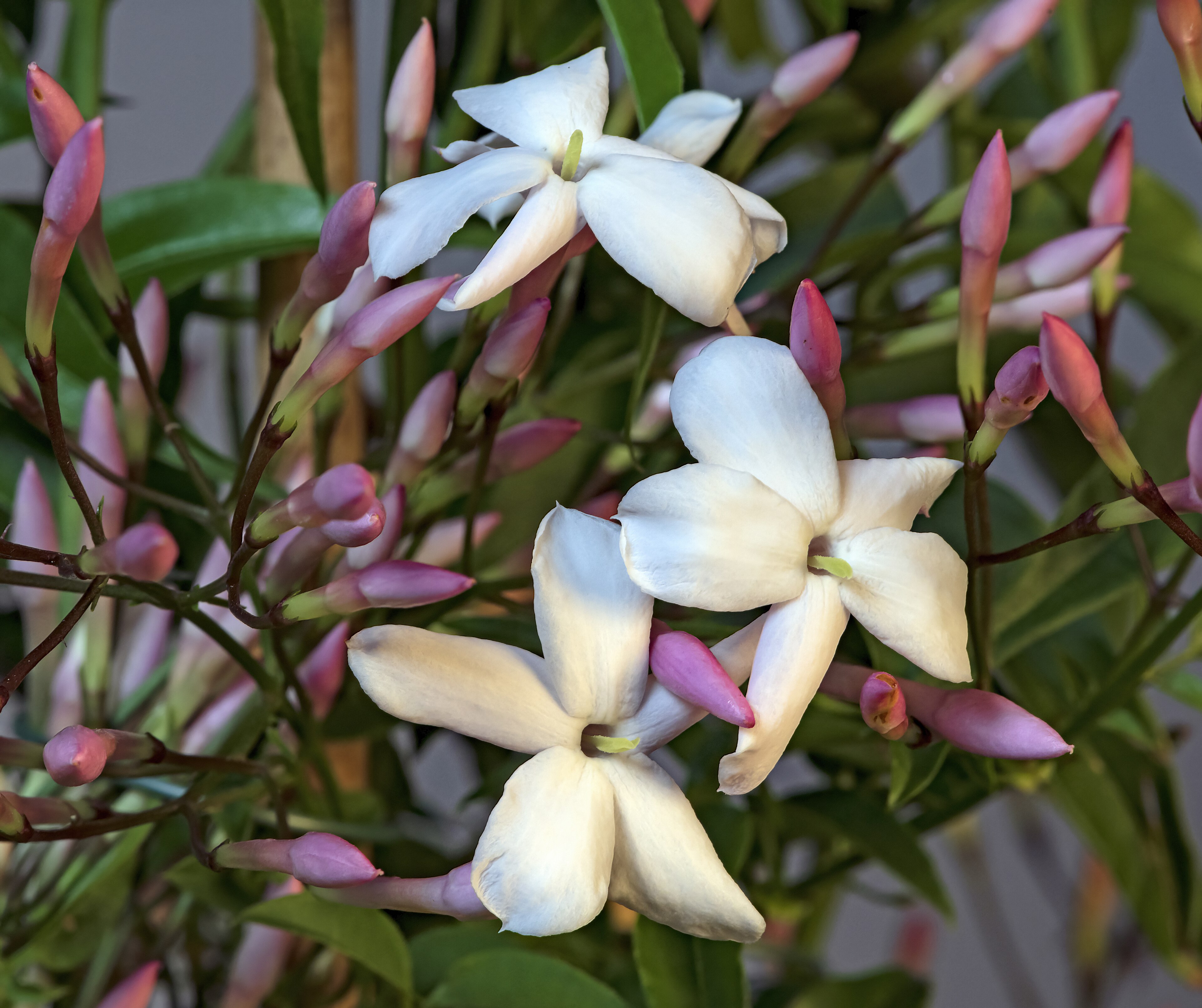 Jasmin Jasminum polyanthum