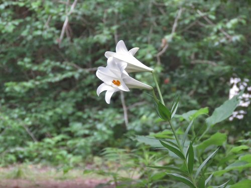 Lys de Pâques (Lilium longiflorum) — photo 2
