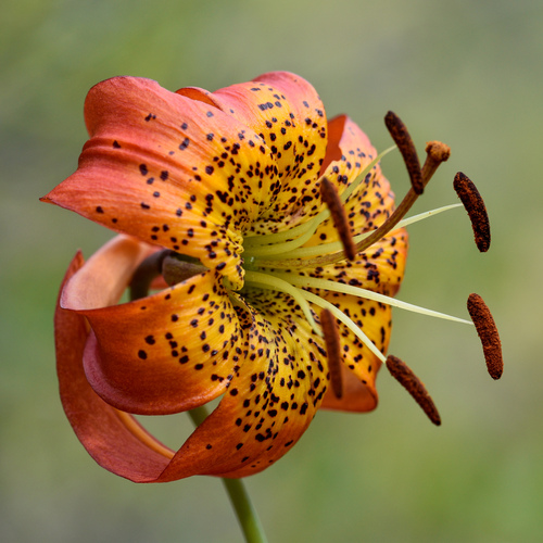 Lys (Lilium spp.) — photo 1
